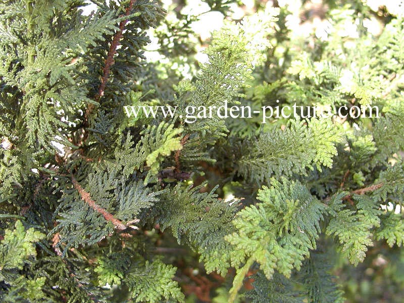 Chamaecyparis obtusa 'Filicoides'