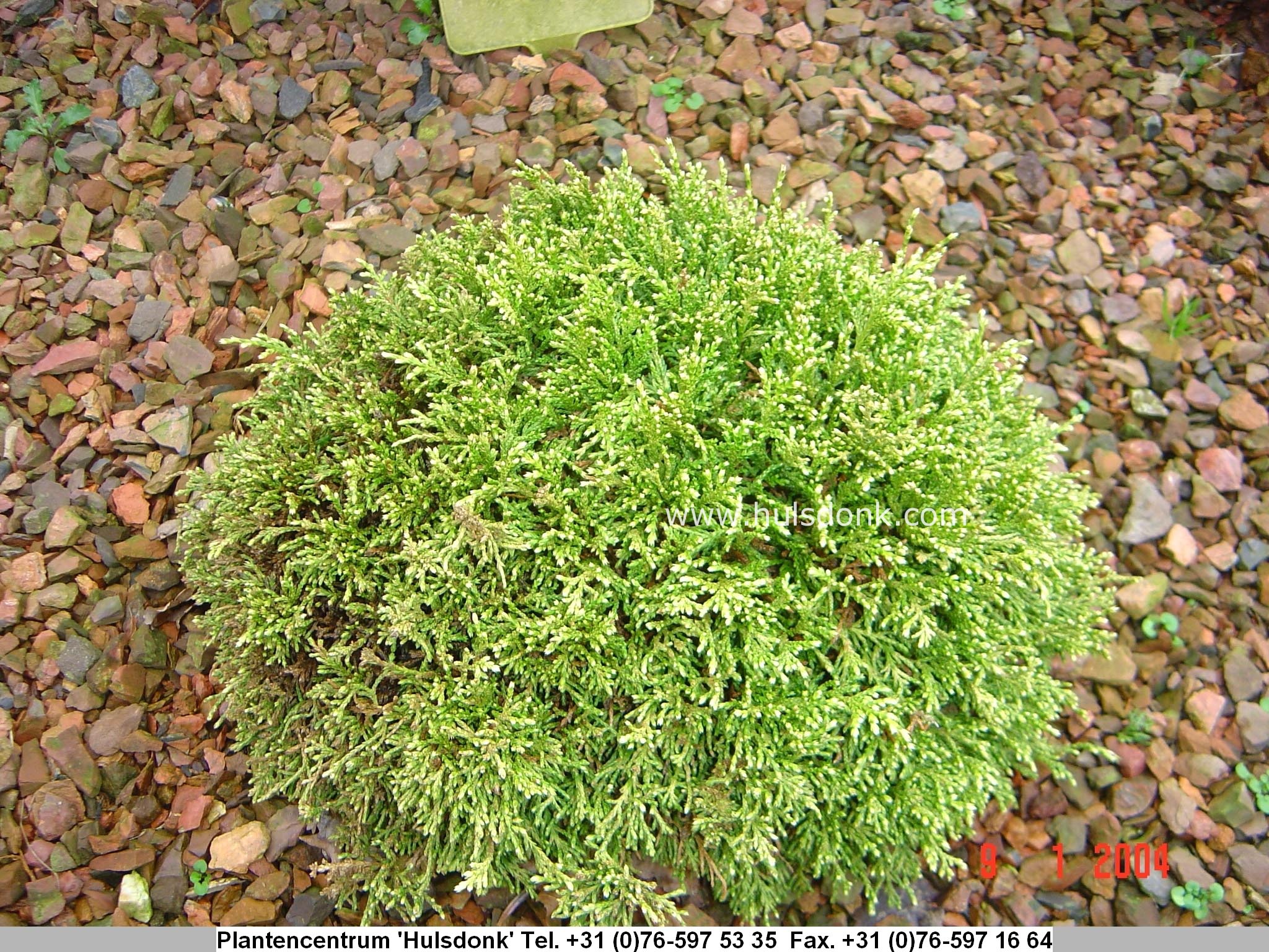 Chamaecyparis obtusa 'Furui tsukomo'
