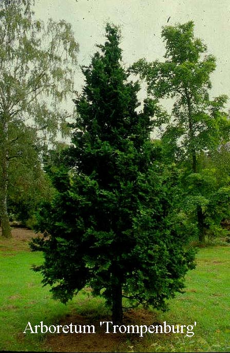 Chamaecyparis obtusa 'Gimborn Beauty'