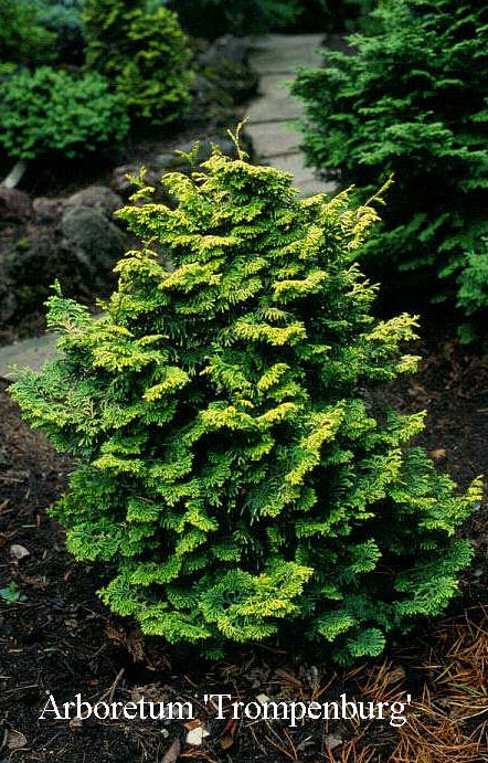 Chamaecyparis obtusa 'Golden Ceramic'