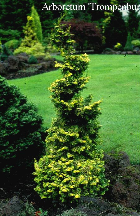 Chamaecyparis obtusa 'Golden Nymph'