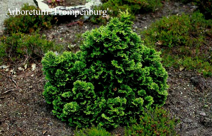 Chamaecyparis obtusa 'Hage'