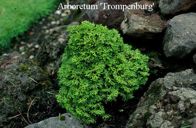 Chamaecyparis obtusa 'Leprechaun'