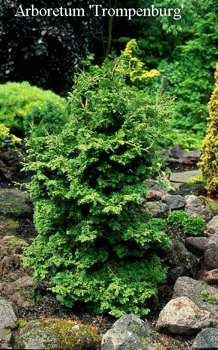 Chamaecyparis obtusa 'Lockheed'