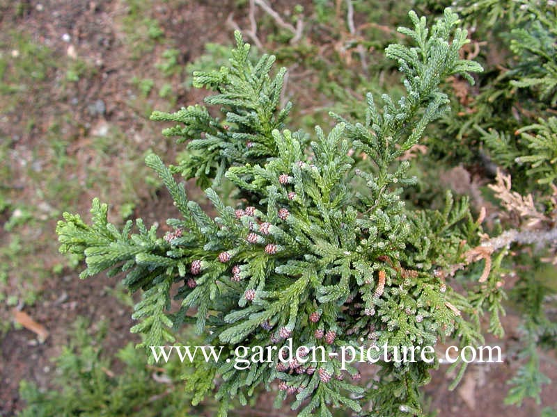Chamaecyparis obtusa 'Lycopodioides'
