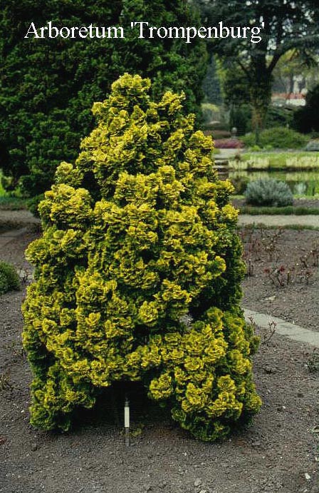 Chamaecyparis obtusa 'Nana Aurea'
