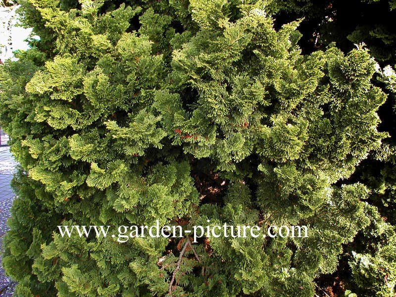 Chamaecyparis obtusa 'Nana Gracilis'