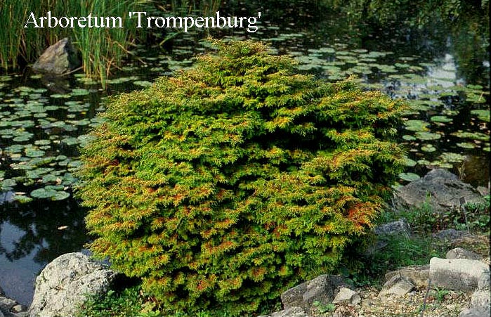 Chamaecyparis obtusa 'Pygmaea Aurescens'