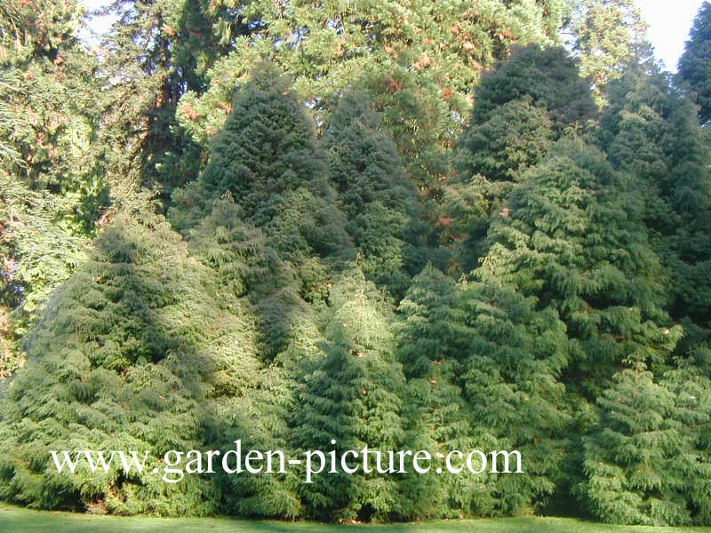 Chamaecyparis pisifera 'Filifera'