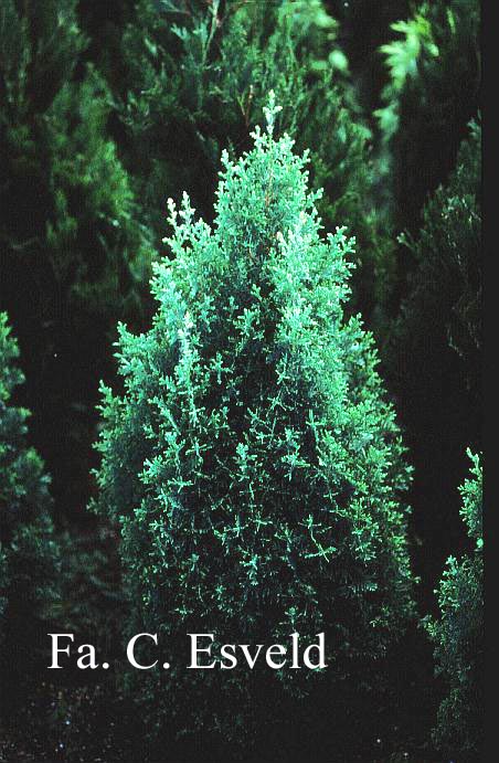 Chamaecyparis thyoides 'Andelyensis'