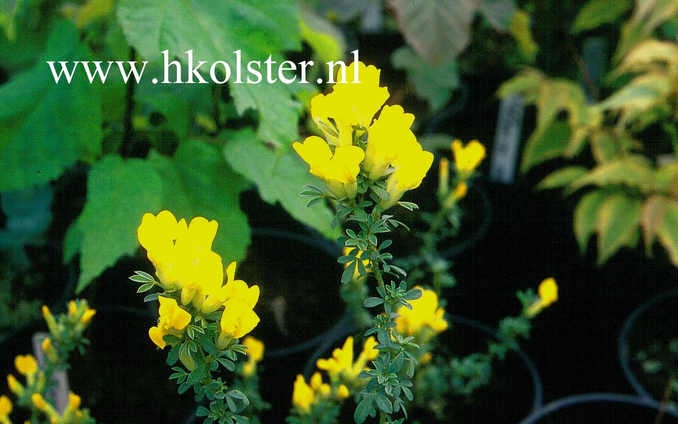 Chamaecytisus pygmaeus