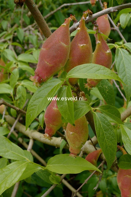 Chimonanthus praecox 'Grandiflorus'
