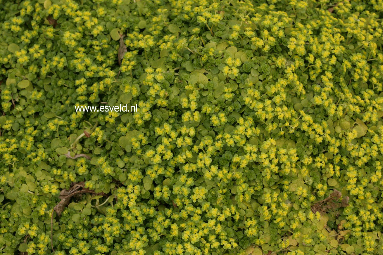 Chrysosplenium alternifolium