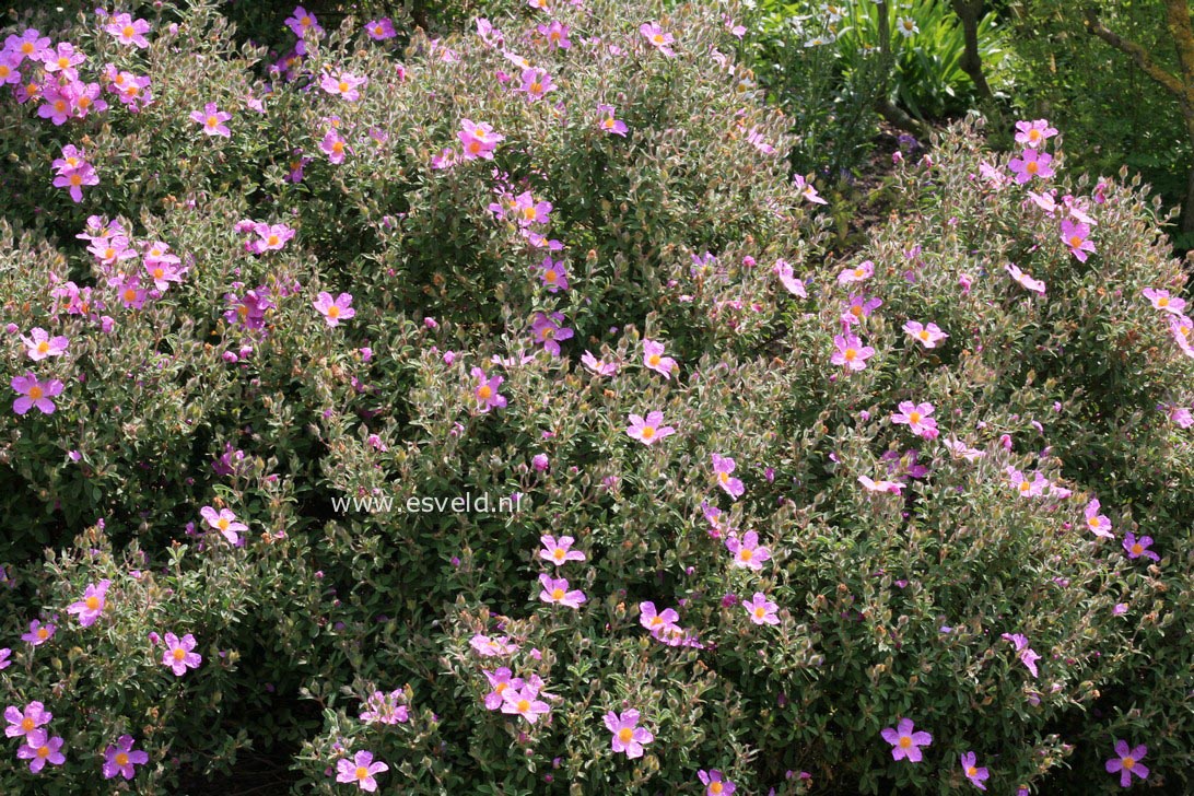 Cistus creticus