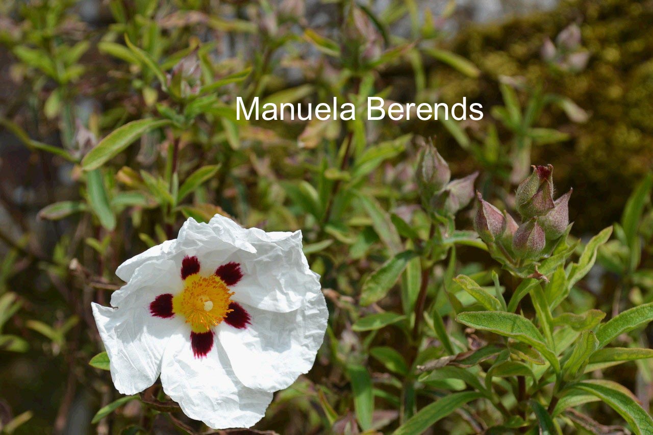 Cistus purpureus 'Alan Fradd'