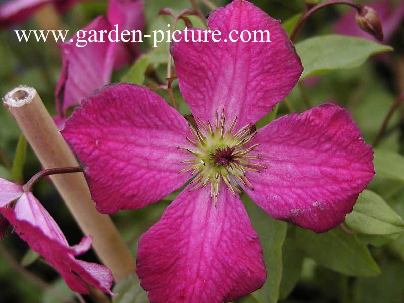Clematis 'Abundance'