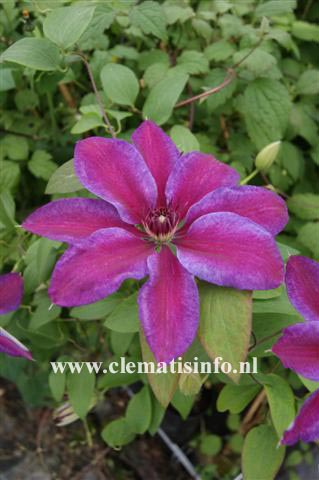 Clematis 'Akaishi'