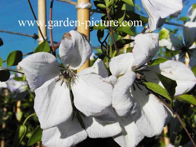 Clematis 'Alba Luxurians'