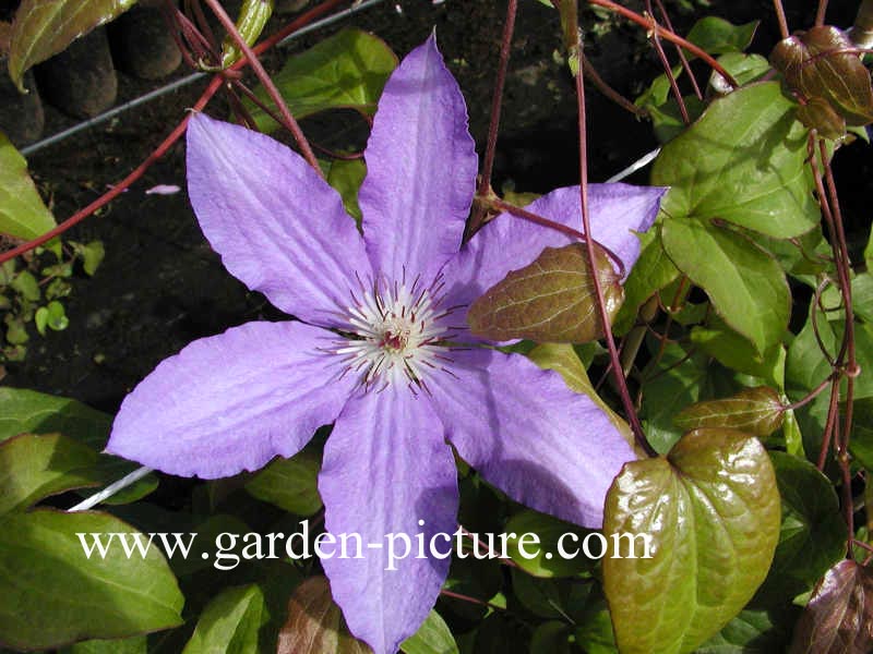 Clematis 'Alice Fisk'