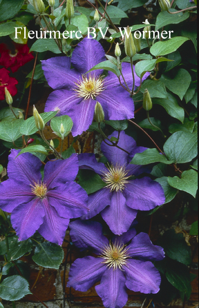 Clematis 'Ascotiensis'