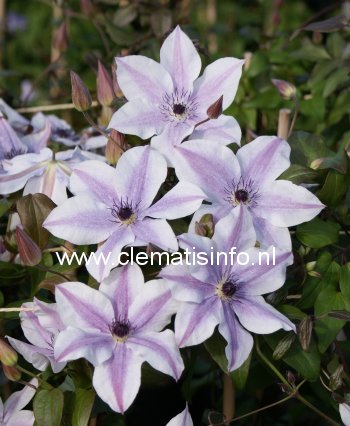 Clematis 'Best Wishes'