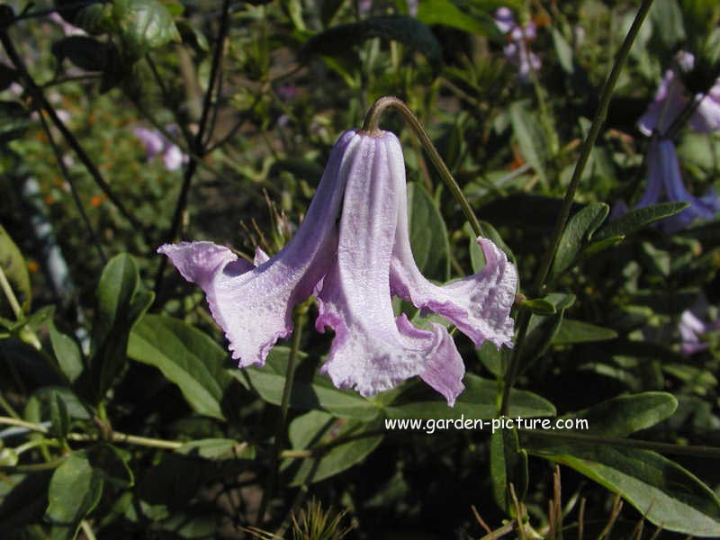 Clematis 'Betty Corning'