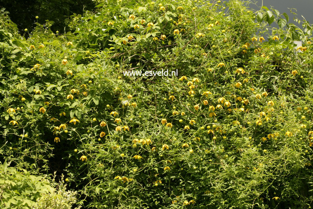 Clematis 'Bill MacKenzie'