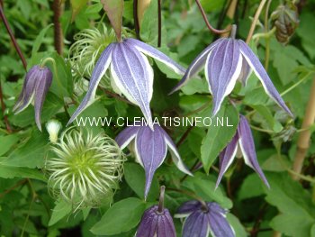 Clematis 'Blue Eclipse'