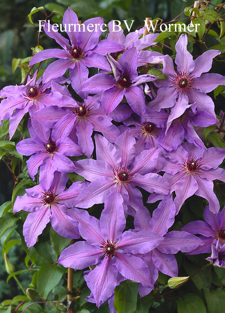 Clematis 'Blue Ravine'