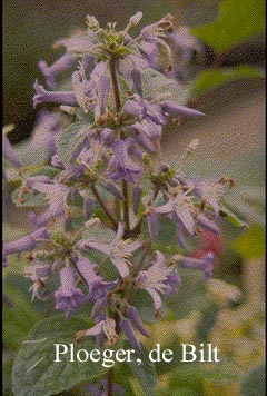 Clematis 'Cote d'Azur'