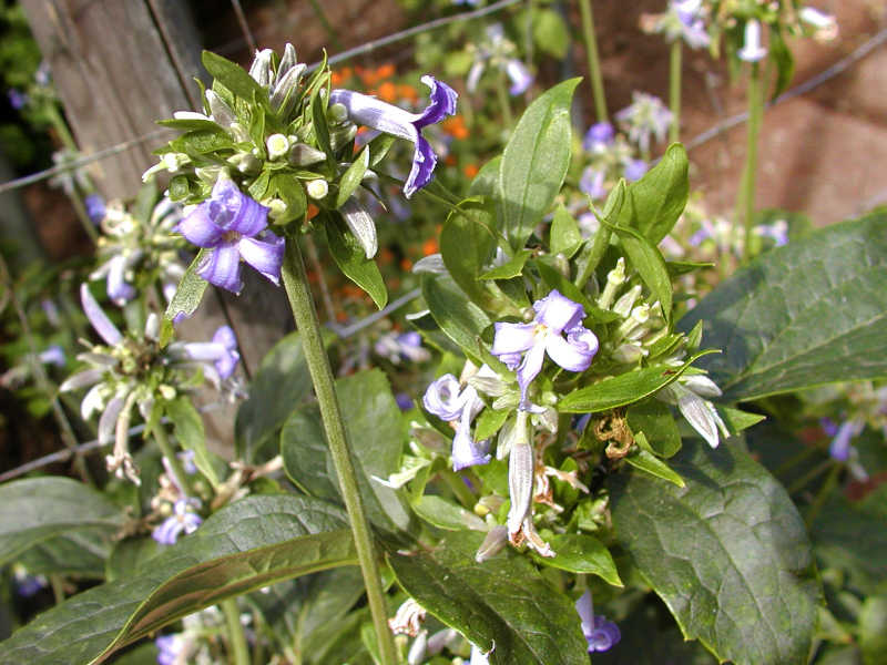 Clematis 'Crepuscule'