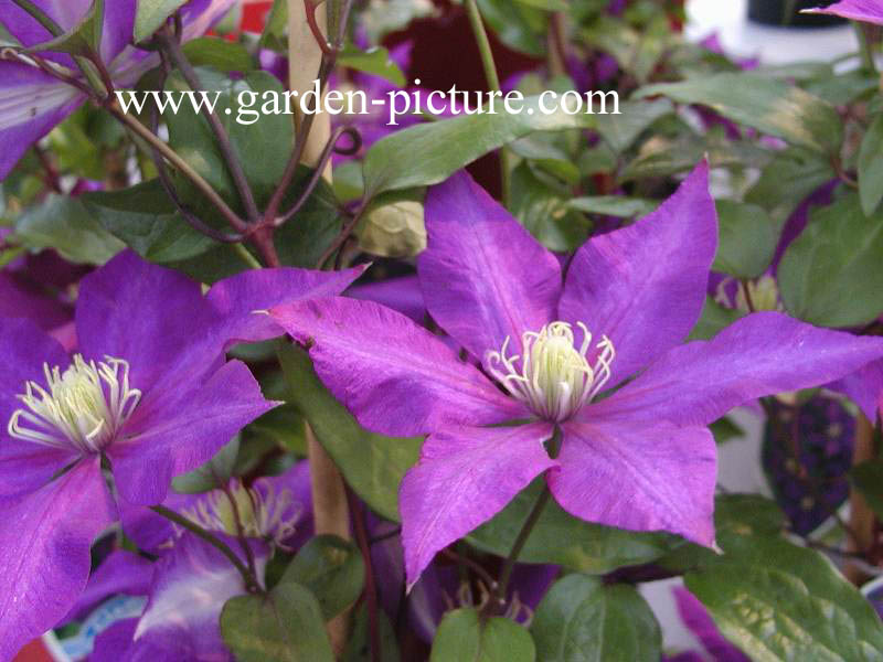 Clematis 'Daniel Deronda'
