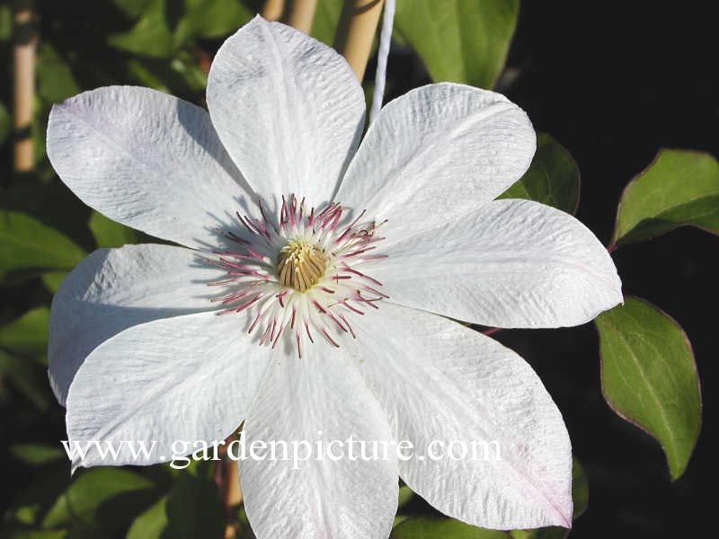 Clematis 'Dawn'