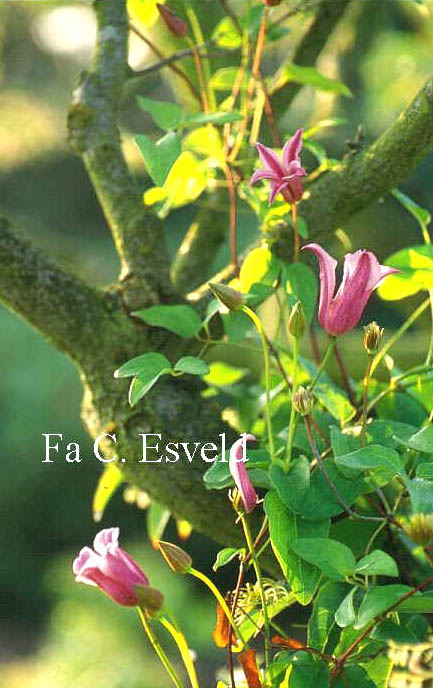 Clematis 'Duchess of Albany'