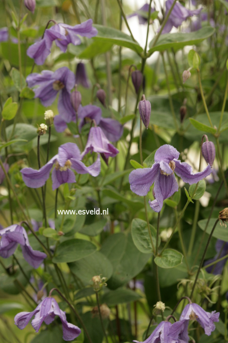 Clematis 'Eriostemon'