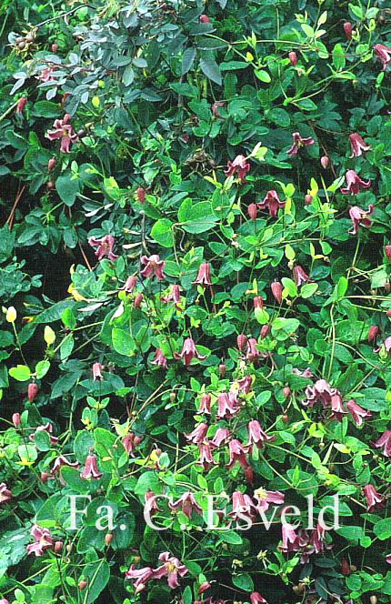 Clematis 'Etoile Rose'