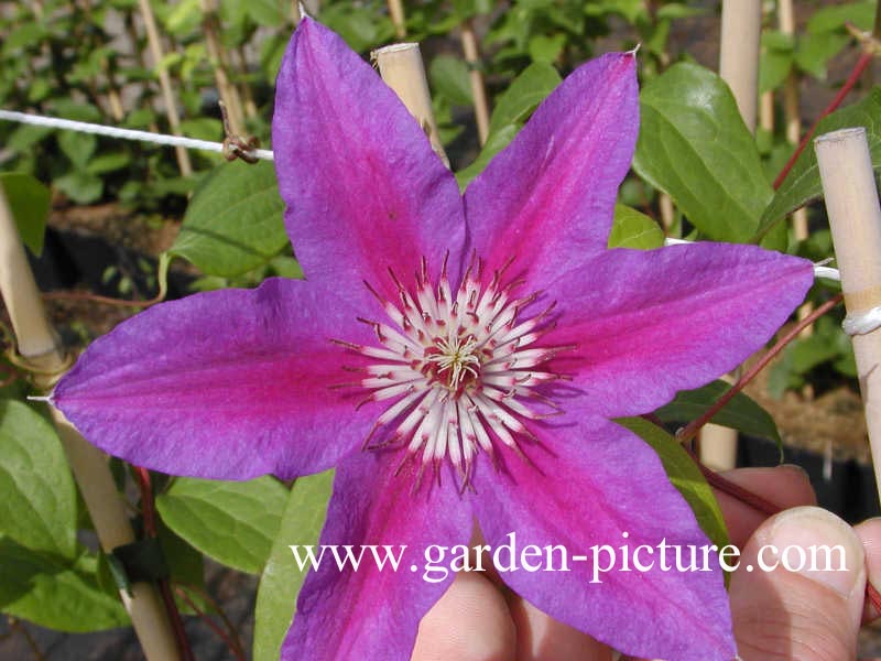Clematis 'Fireworks'