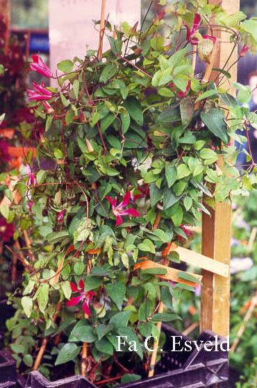 Clematis 'Gravetye Beauty'