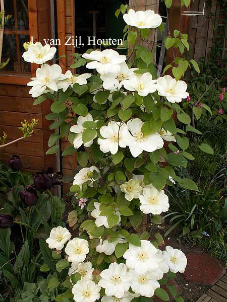 Clematis 'Guernsey Cream'