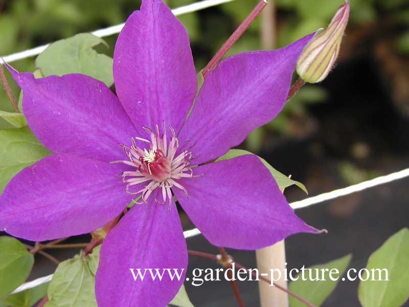 Clematis 'Guiding Star'