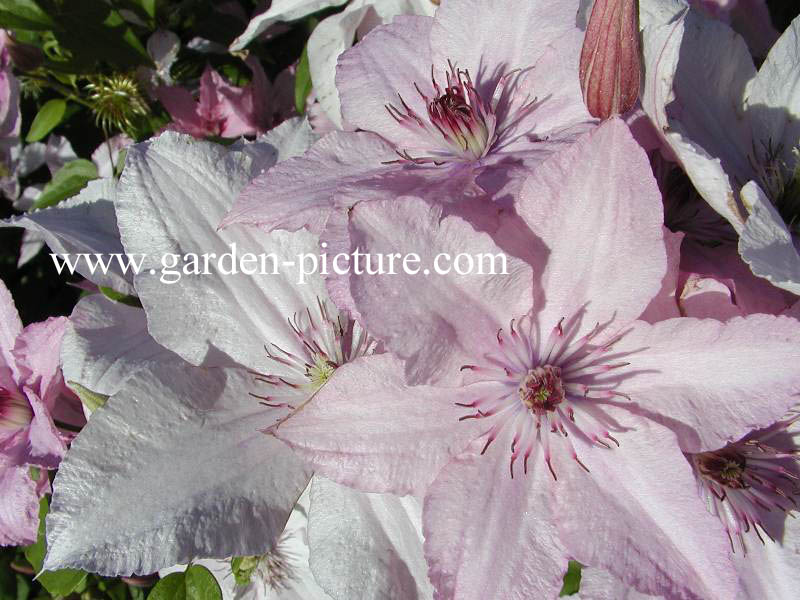 Clematis 'Hagley Hybrid'