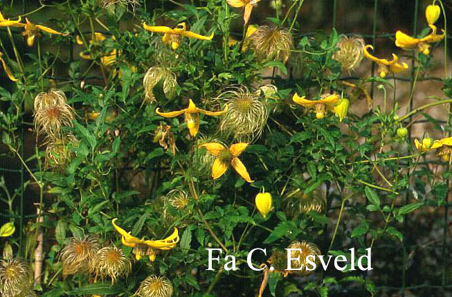 Clematis 'Helios'