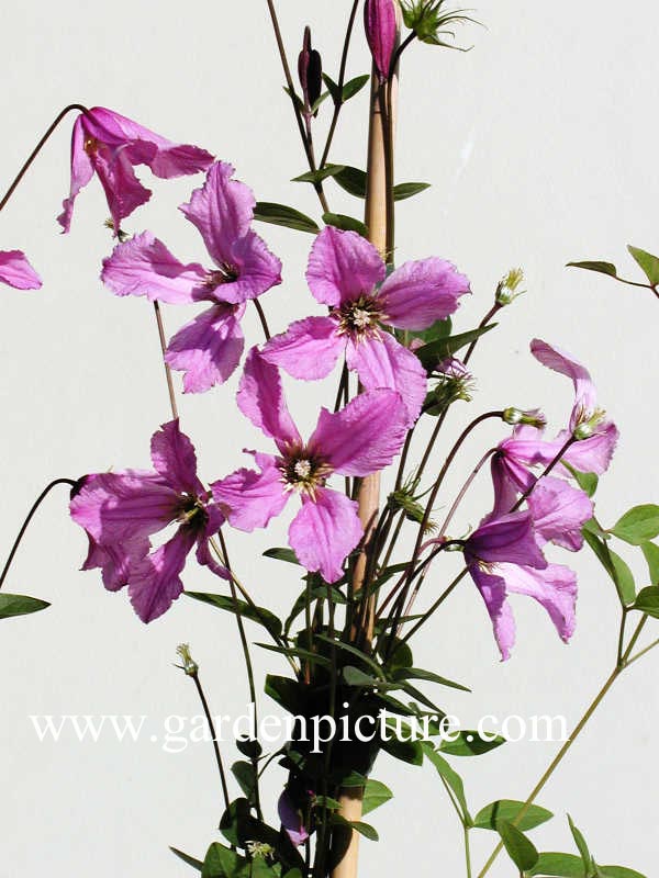 Clematis 'Hendryetta'