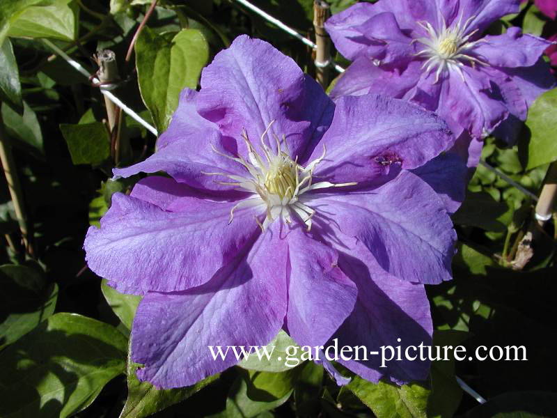 Clematis 'Hikarugenji'