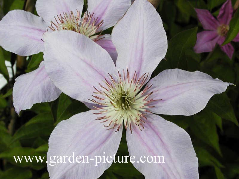 Clematis 'Imperial'