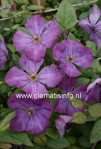 Clematis 'Kaaru'