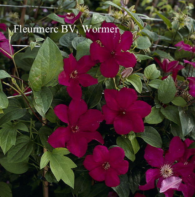 Clematis 'Kardynal Wyszynski'