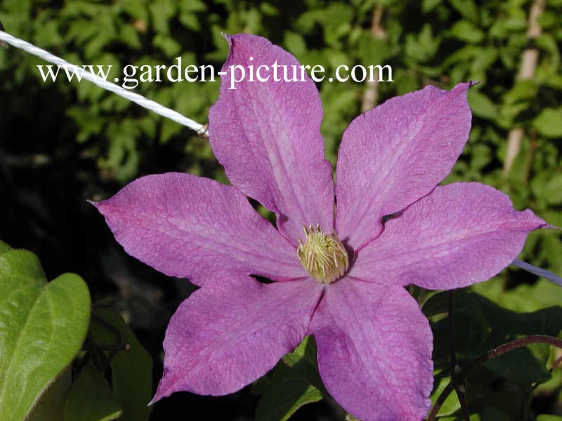 Clematis 'Madame Baron Veillard'