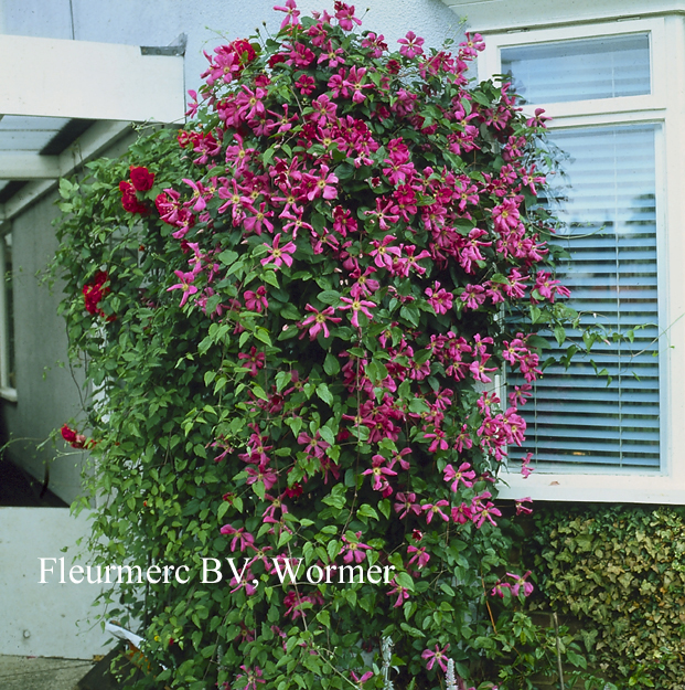 Clematis 'Margot Koster'