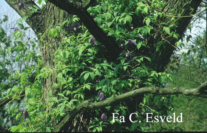 Clematis 'Pamela Jackman'